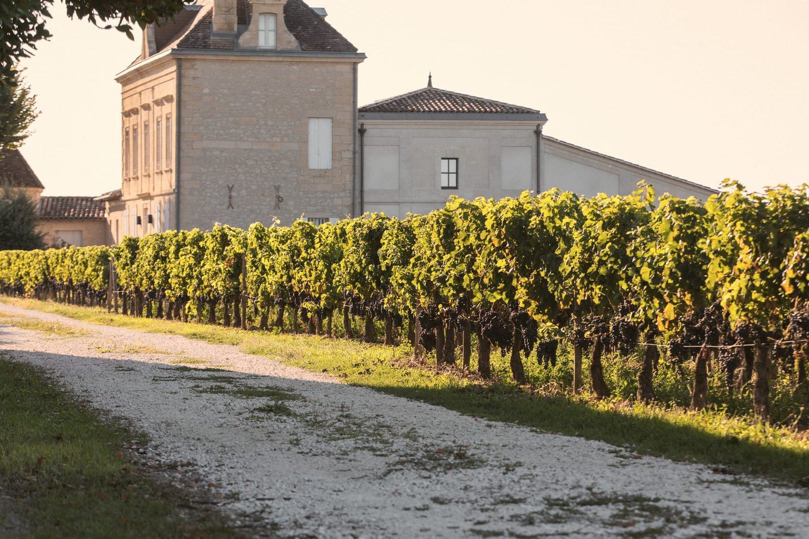 Arrivée dans un domaine : cour, bâtiments, vignes en arrière-plan.