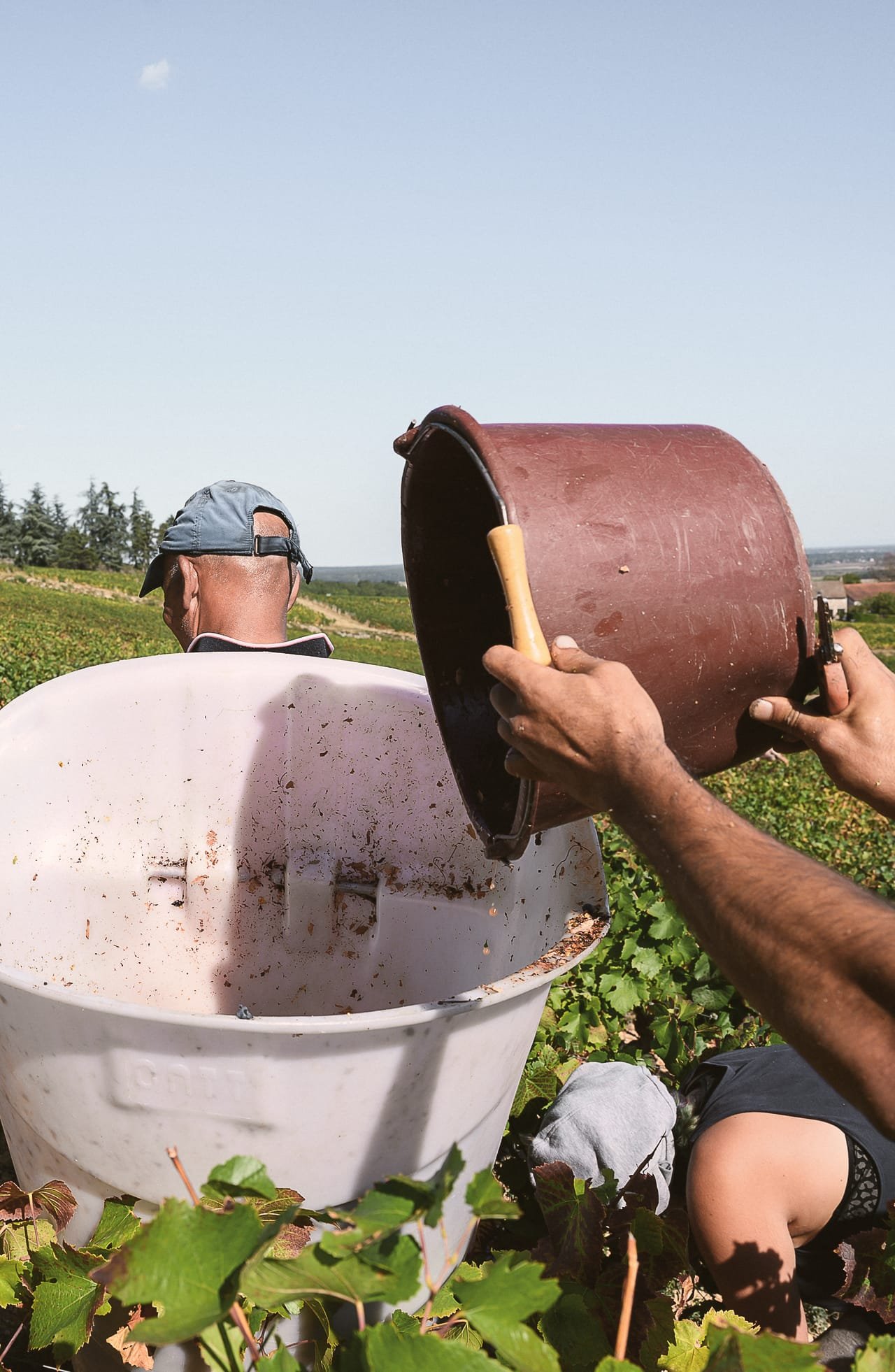 Vigne : travail dans les rangs, chef de culture ou équipe de vendanges.