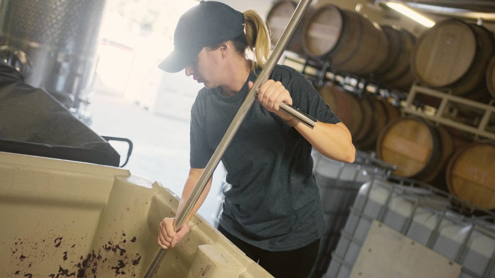 Chai ou vigne en activité : gestes précis, équipe au travail, outils réels. Pas de verres levés ni de grappes décoratives.