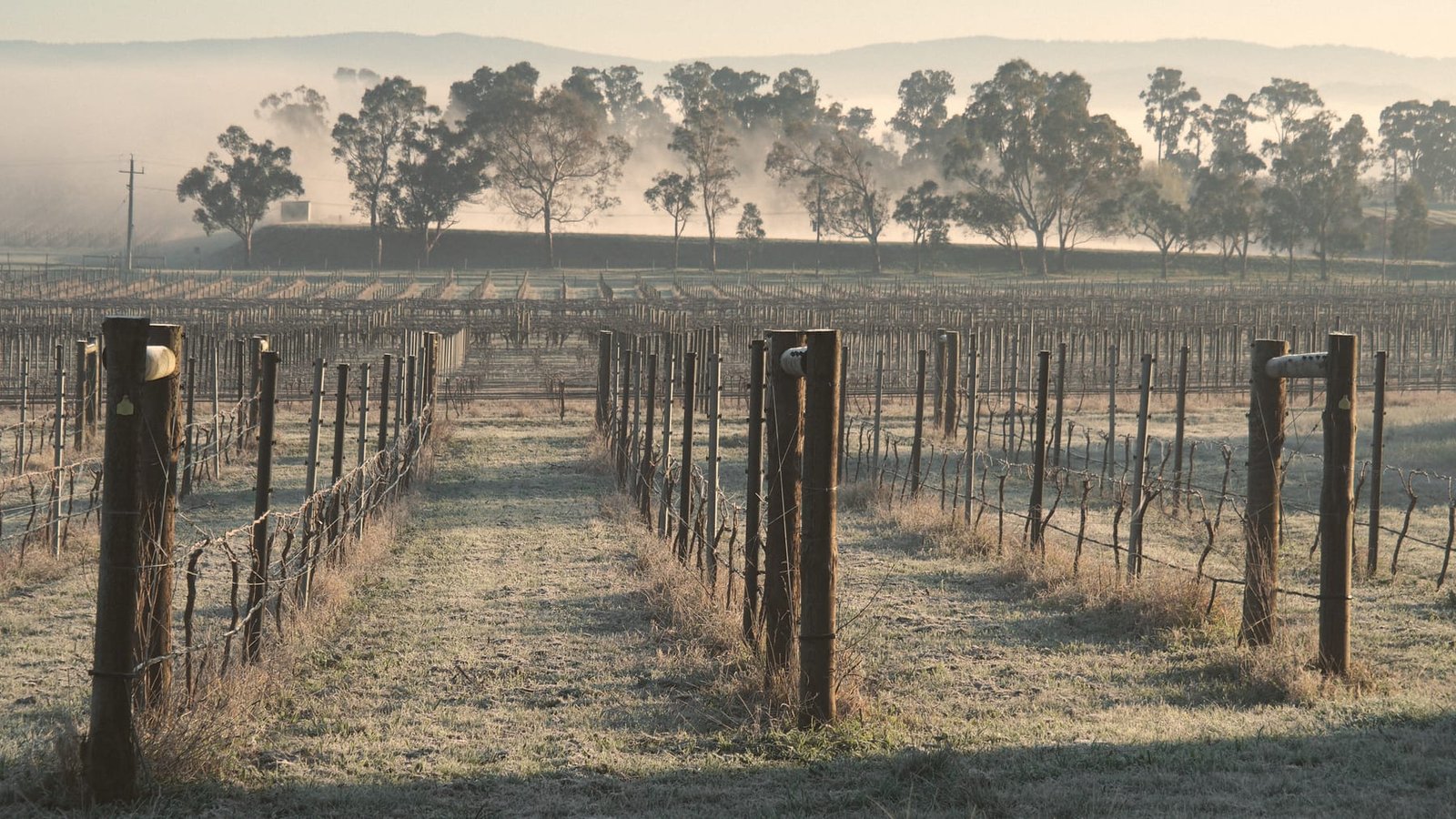 Paysage viticole et saison : vendanges ou vignes en hiver, domaine isolé dans son territoire.